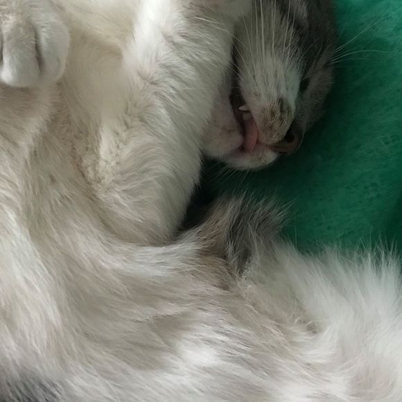 saturniidd